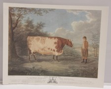 Cow Durham Ox Field Woods Edge - 8x10" Selavy - Printed Italy - NEW