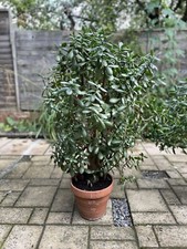 Large Mature Crassula Ovata Jade Plant MONEY PLANT  Tree PLEASE SEE DESCRIPTION