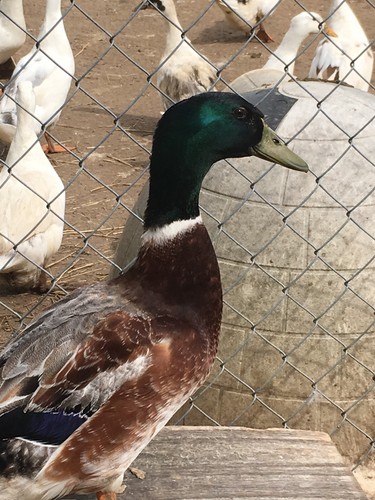 Welsh harlequin duck - welsh, hatching