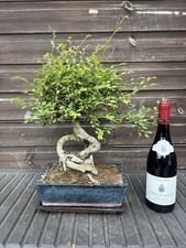 Bonsai Tree Chinese Elm 25yrs