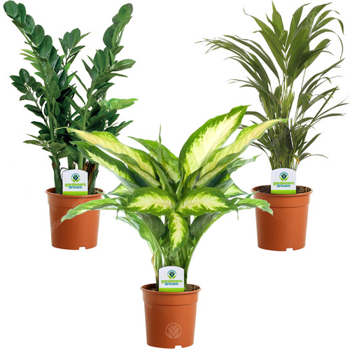 Indoor plant mix plants - indoor,