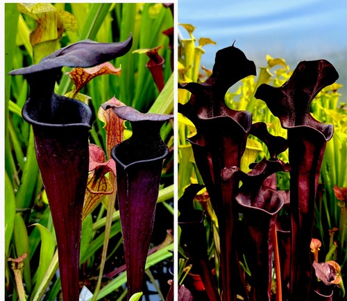 Sarracenia roy cheek moorei - roy,