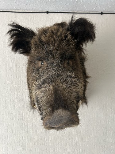 Wild boar shoulder - wild,