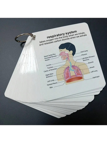 Anatomical system flashcards - anatomical,