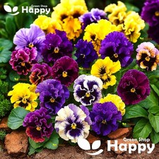 Pansy Swiss Can Can Mix - 300