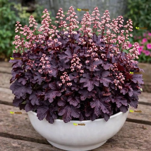 Heuchera coral bells - ‘coral, bells’