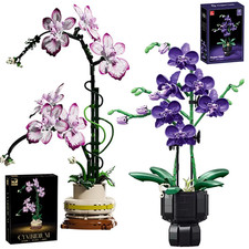 Creative Orchid Cymbidium