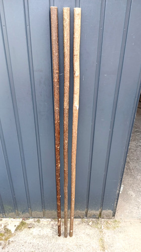 Hazel walking stick shanks - stick,