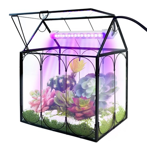 Plant terrarium with grow - terrarium,