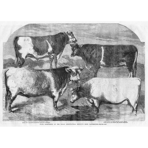Prize shorthorn cattle royal - shorthorn,