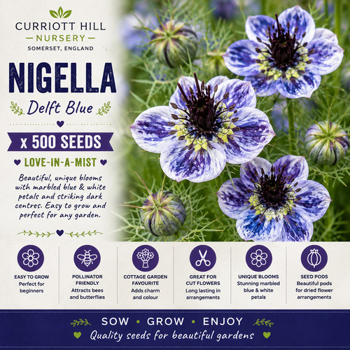 Nigella delft blue - delft,
