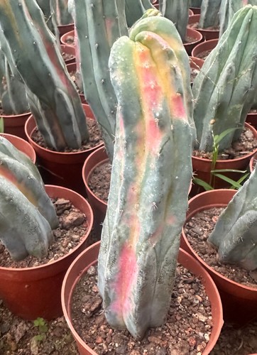20cm succulent cactus plant - cactus,
