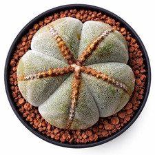 Astrophytum myriostigma 100