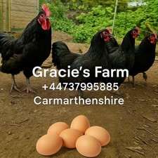 AUSTRALORP 12 fresh chicken eggs  