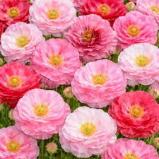 100 Giant Pastel Pink Frilly