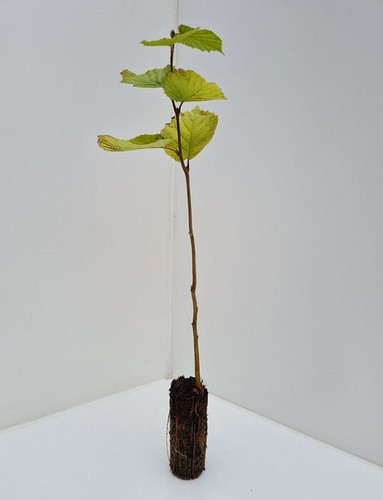 Hazel nut tree bush - hazel,