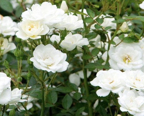 Kent rose bush - rose, flowering