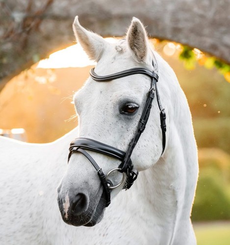 Horseware pony dressage flash - horseware,