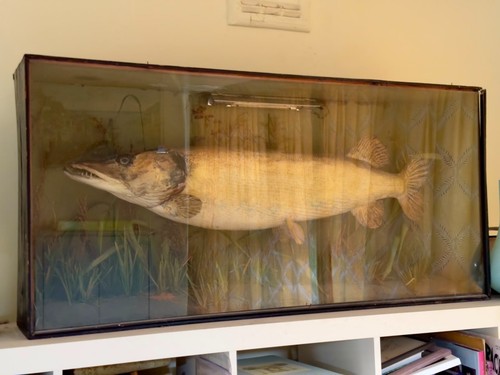 Pike glass case rare - in,