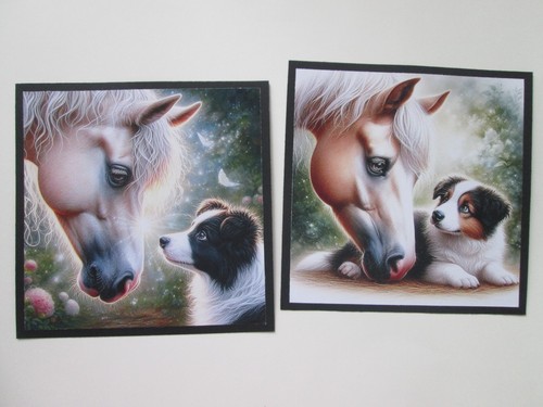 Horse border collie - x,