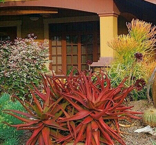 Aloe cameronii red - aloe,