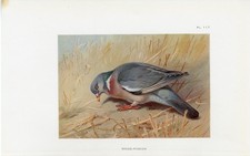 Wood Pigeon Old Antique 1925