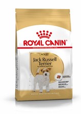 Jack russell terrier adult - russell,