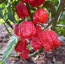 RARE Red Carolina Reaper