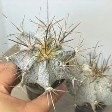 ASTROPHYTUM, Spiny Pincushion