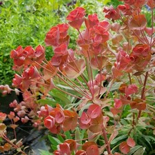 Euphorbia Galaxy Glow Real Outdoor Perennial Hardy Garden Plant in Pot