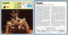 Stonefish - Bony Fish / Osteichthyes - 1970's Rencontre Safari Wildlife Card