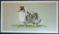 SHETLAND SHEEPDOG   Vintage 1970's Illustrated Dog Card  FE11MS
