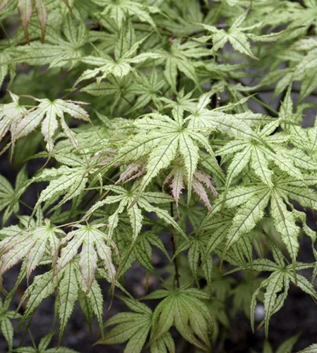 Acer palmatum peaches and - palmatum,