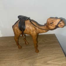 Beautiful Dromedary Camel with