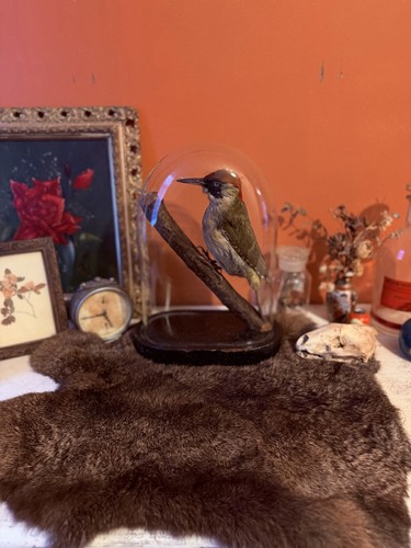 Antique victorian taxidermy - victorian,