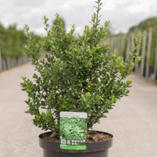 Ilex crenata Caroline Upright