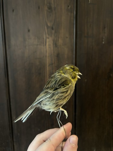 Taxidermy canary - taxidermy,
