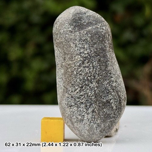 Ichthyosaur bone fossil - bone,