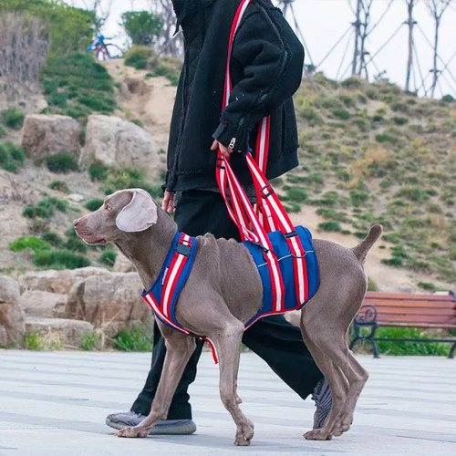 Full body support dog harness