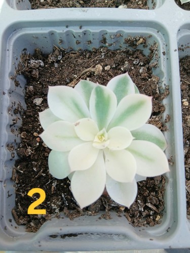 Echeveria compton carousel - echeveria,