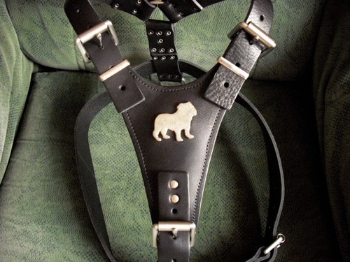 Padded black leather - leather, dog