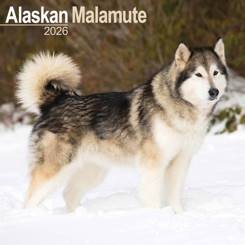 Alaskan malamute calendar - alaskan,