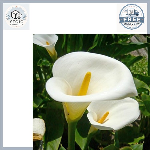 Count calla lily seeds - count,