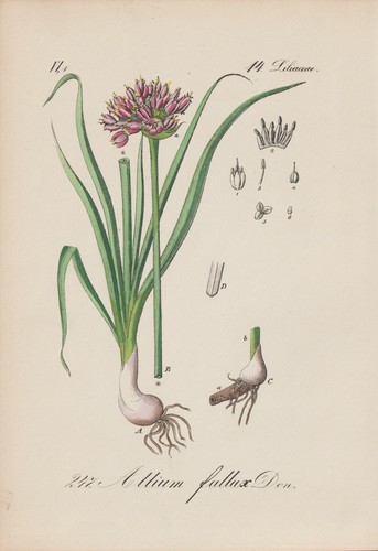Mountain leek allium - mountain,