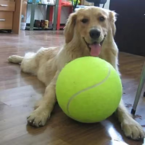 Inch giant dog - 9.5, tennis