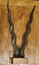 Antique Oak Block Mounted