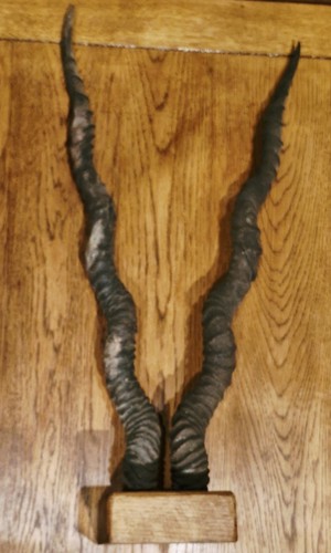Antique oak block mounted - antique,