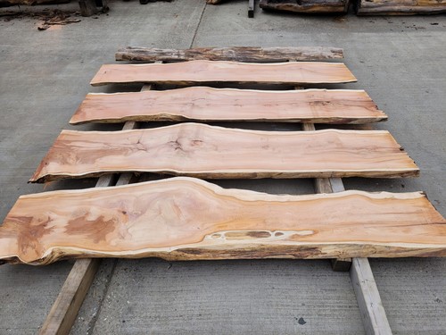Yew log live edge slabs - slabs, 2"
