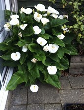 10 SMALL ARUM LILY TUBERS