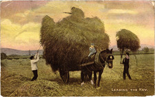 Postcard Shire Horse & Cart Haymaking